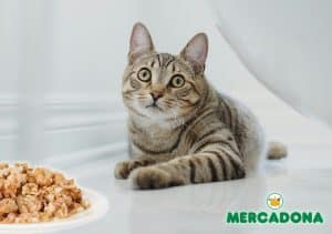 comida gatos mercadona
