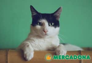 mejor comida gatos Mercadona_